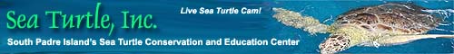 Sea Turtle, Inc. South Padre Island Texas Sea Turtle Conservation Education and Rescue Center. 