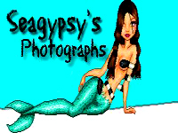 SeaGypsy's Photographs - surfing pictures