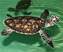 Sea Turtle Nesting Season on South Padre Island