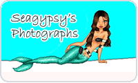 SeaGypsy Photographs - South Padre Island Surfing Pictures, nature, birding and more